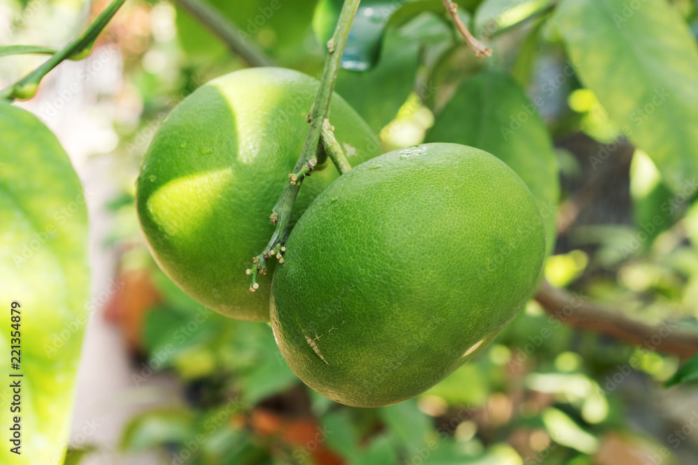 Green grapefruit on the branch