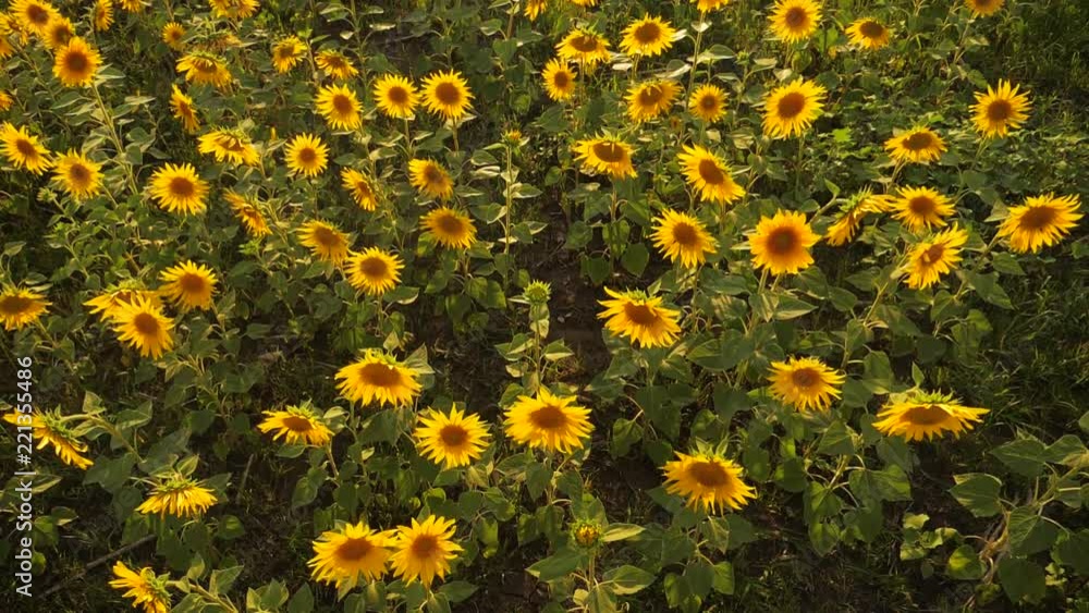 Sunset lifestyle over the field of sunflowers against a cloudy sky. Beautiful summer landscape agriculture. slow motion video. field of blooming sunflowers on a background sunset. harvesting Sunset lifestyle over the field of sunflowers against a cloudy sky. Beautiful summer landscape agriculture. slow motion video. field of blooming sunflowers on a background sunset. harvesting