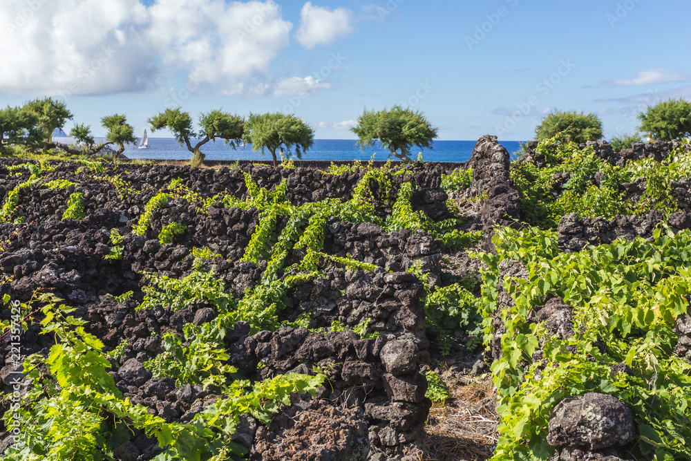 Traditional vineyard landscape of Pico Island, Azores, Portugal Traditional vineyard landscape of Pico Island, Azores, Portugal