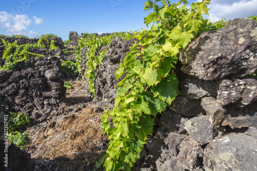 Traditional vineyard landscape of Pico Island  Azores  Portugal