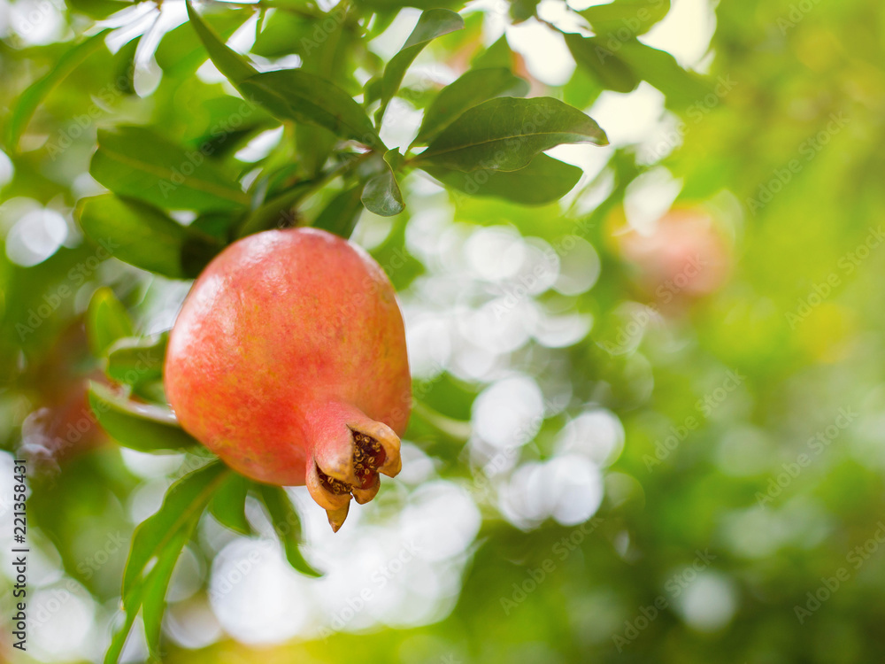 Juicy pomegranate on a branch, tree. Bright photo with fruits Juicy pomegranate on a branch, tree. Bright photo with fruits