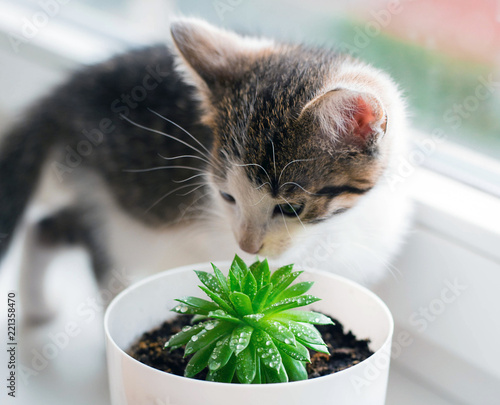 Photography The domestic striped kitten plays with a succulent pot