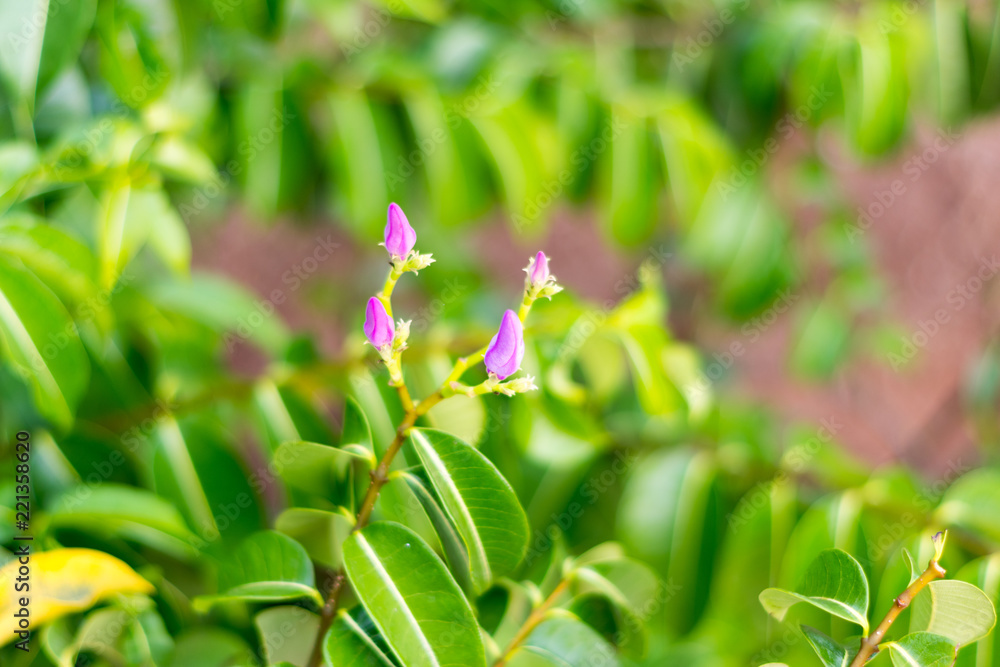 Small flower of tropical plant, Cayo Guillermo, Cuba Small flower of tropical plant, Cayo Guillermo, Cuba