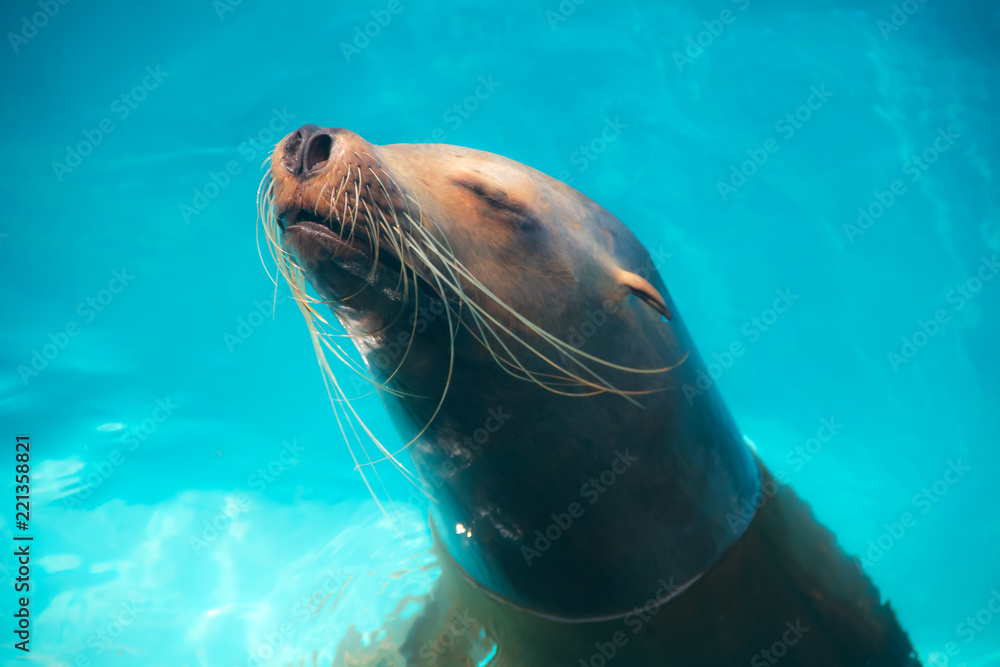 Obraz premium A Water seal thinking deep