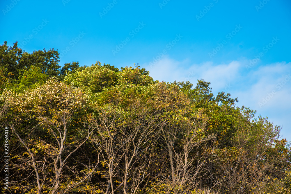 Large forests are drying