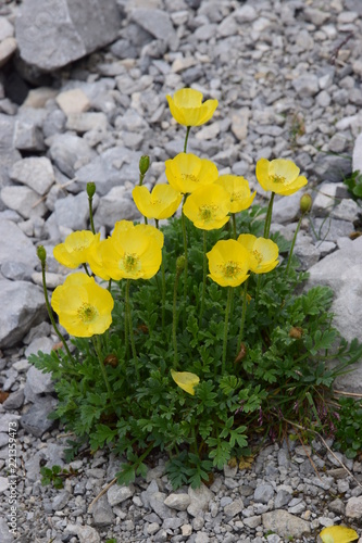 Fototapeta Naklejka Na Ścianę i Meble -  Papavero giallo di montagna -  Papaver rhaeticum