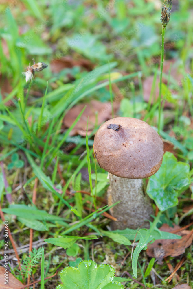 Mushroom boletus grows in the forest in early autumn Mushroom boletus grows in the forest in early autumn