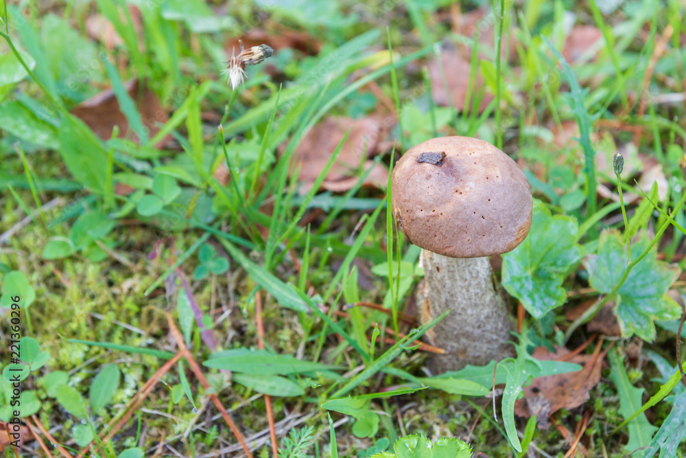 Mushroom boletus grows in the forest in early autumn Mushroom boletus grows in the forest in early autumn