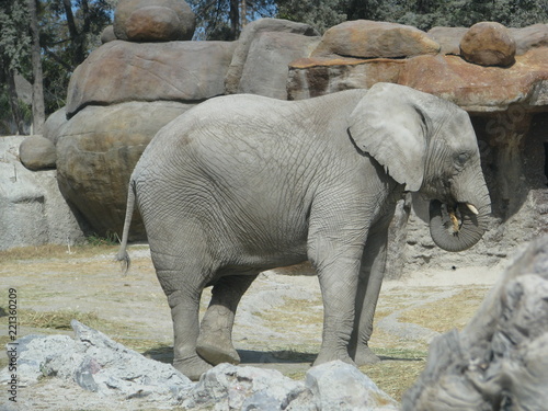 Photography elephants