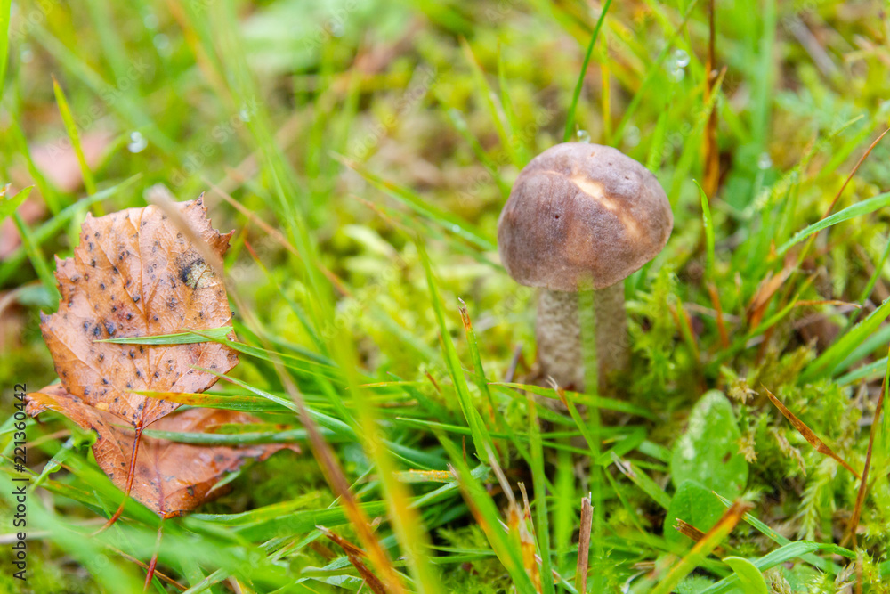 Mushroom boletus grows in the forest in early autumn Mushroom boletus grows in the forest in early autumn