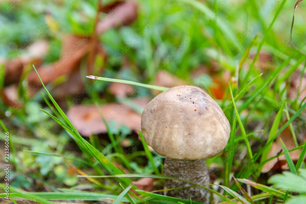 Mushroom boletus grows in the forest in early autumn Mushroom boletus grows in the forest in early autumn