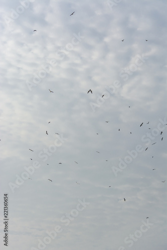 Seagulls flying in the air, Cabo Ledo, Luanda, Angola