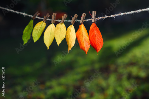 Foto The autumn leaves transition from green to red on wooden clothespins and lace