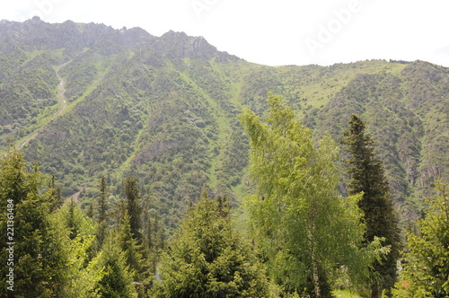 Pine trees and mountain view