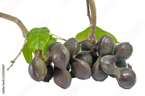 Vegetables in Southern Thailand popular white background, luk nieng, Djenkol bean fruit photo