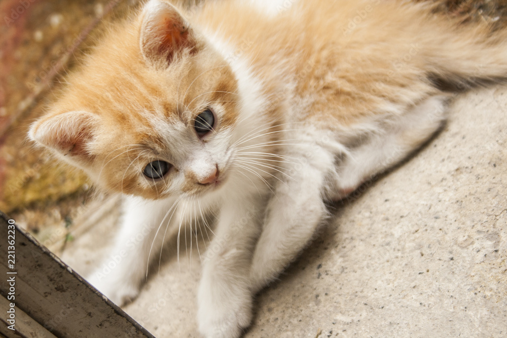 Obraz premium gatito1