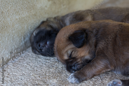 Puppy new born one newborn © Stock.Foto.Touch