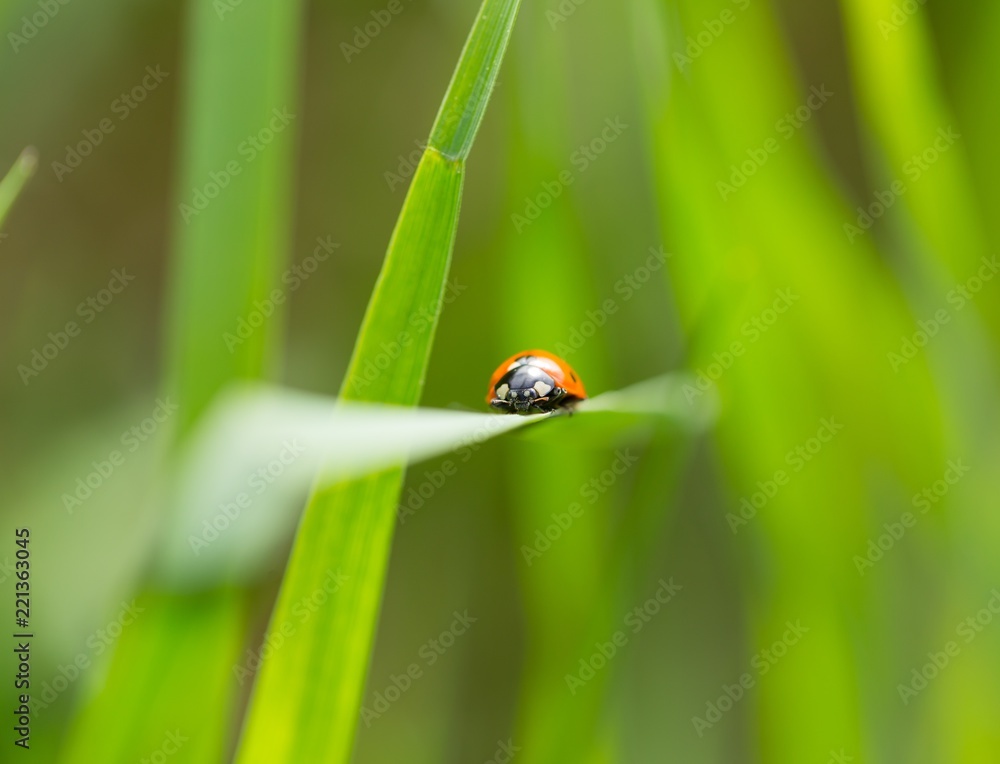 Ladybird walking on green plant in spring day Ladybird walking on green plant in spring day
