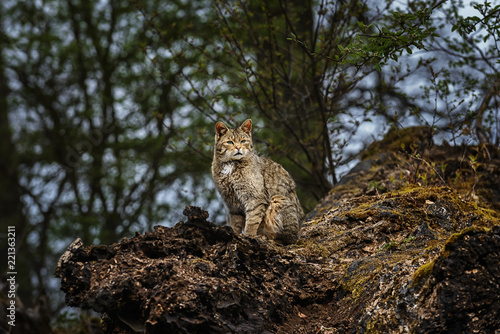 Photography European wild cat (Felis silvestris) looking sweet in the forest