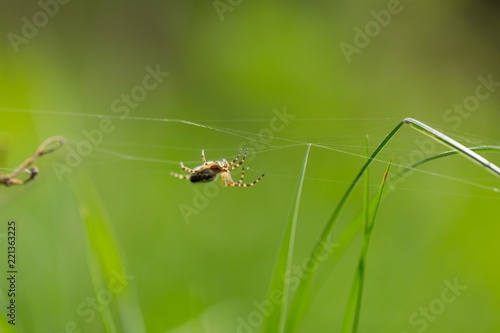 Close up of garden spider sitting on his web