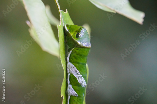 beautiful green caterpillar on the leaf