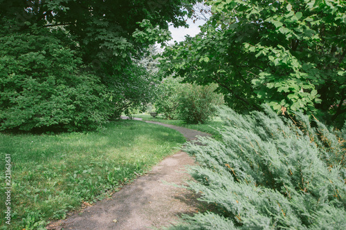 Photography forest park outdoor plants green trees moscow