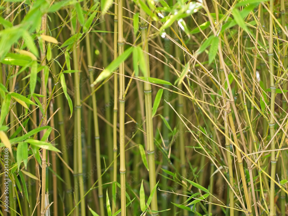 Bright green bamboo forest in morning sunlight (landscape format) Bright green bamboo forest in morning sunlight (landscape format)