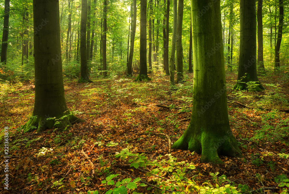 Old Beech Trees in Sunny Forest Old Beech Trees in Sunny Forest