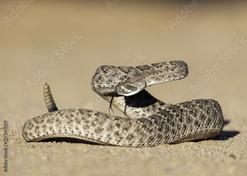 Bilde på lerret Western Diamondback Rattlesnake (crotalus atrox)