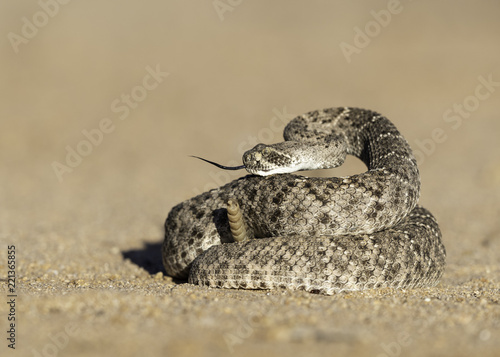 Western Diamondback Rattlesnake
