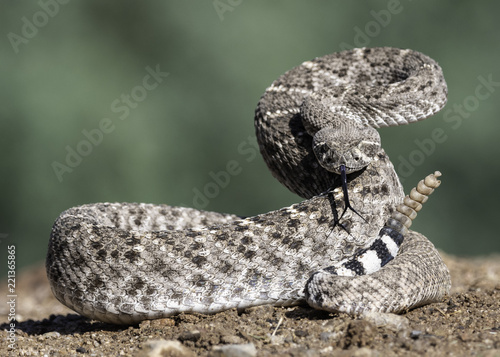 Canvastavla Western Diamondback Rattlesnake