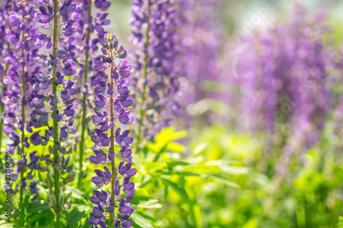 Fototapeta Naklejka Na Ścianę i Meble -  Blooming lupine flowers. A field of lupines. Sunlight shines on plants. Violet spring and summer flowers. Gentle warm soft colors, blurred background.