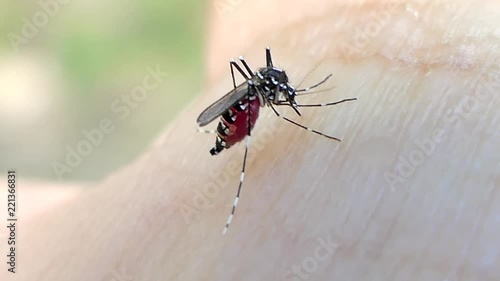 The Aedes mosquito on human skin. Mosquitoes are carriers of the virus Dengue Fever and Dangerous Zika is an danger illness for human. photo