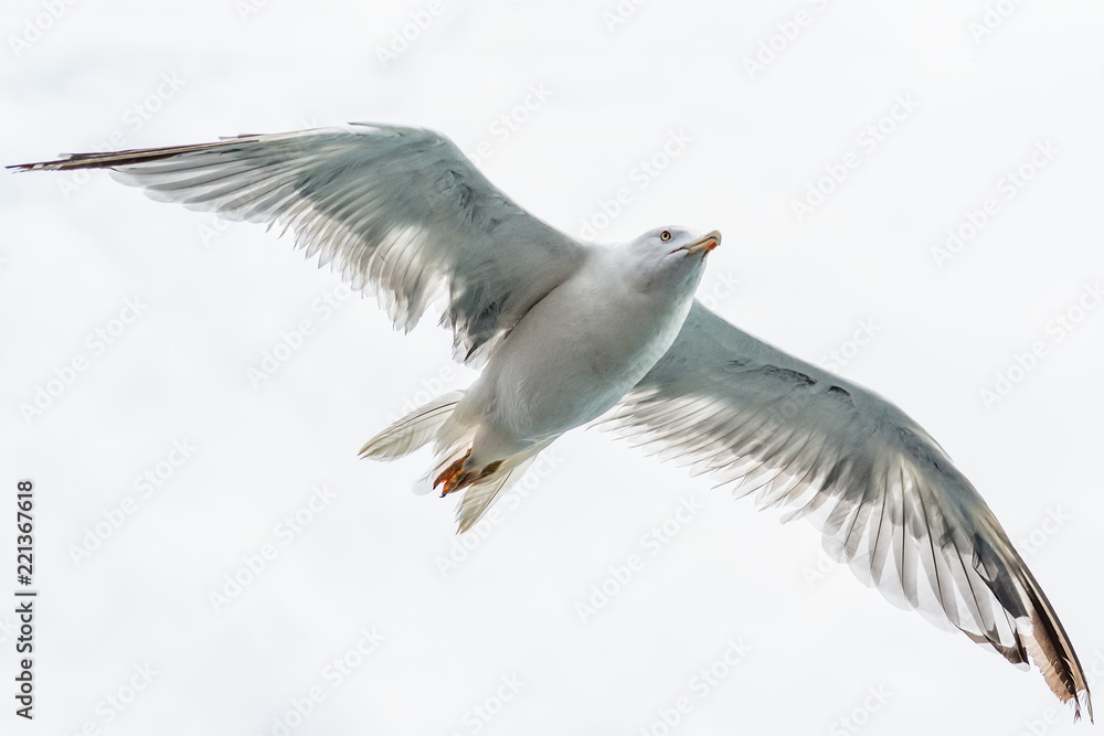Obraz premium Seagull in flight