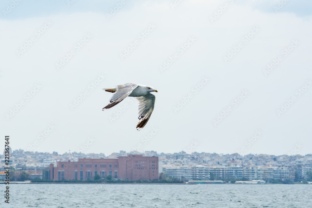 Naklejka premium Seagull in flight