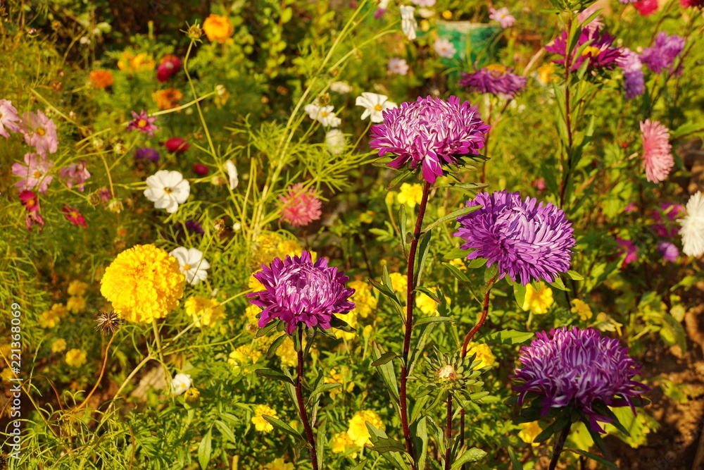 Obraz premium aster, close, beautiful, color, blossom, green, nature, pattern, summer, meadow, background, colorful, day, design, garden, gardening, backgrounds, leaf, light, art, abstract, beauty, plant, bokeh, as