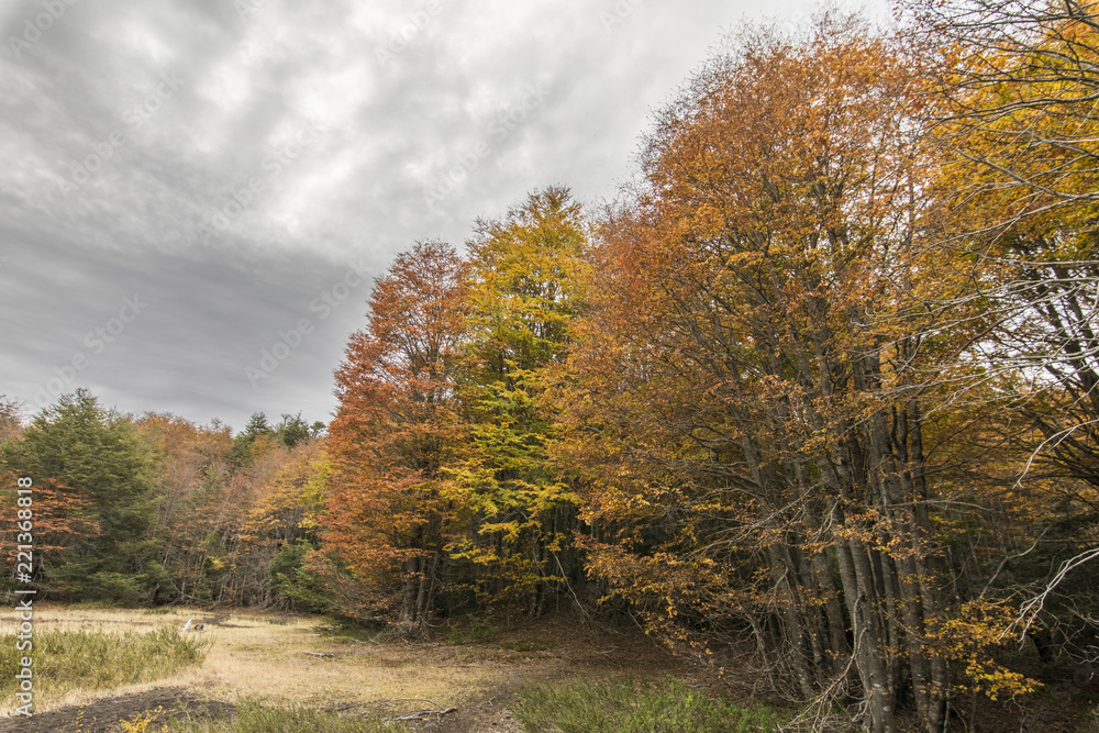 Conguillio National Park inside forest during Autumn season, a colorful landscape with fallen leafs, yellow colors, valleys full of color with the trees changing from season to season, Chile