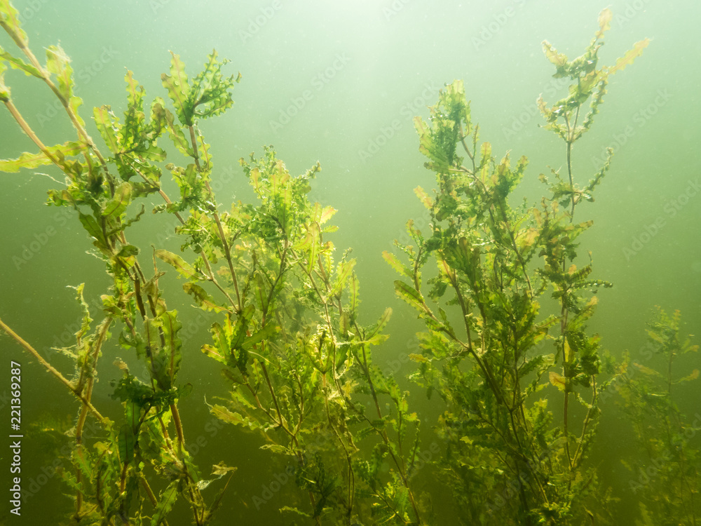 Obraz premium Curled pondweed water plant