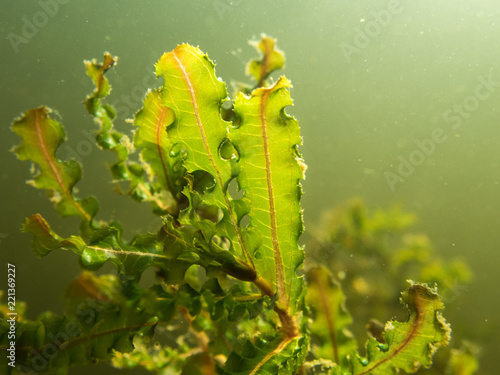 Curled pondweed leaf