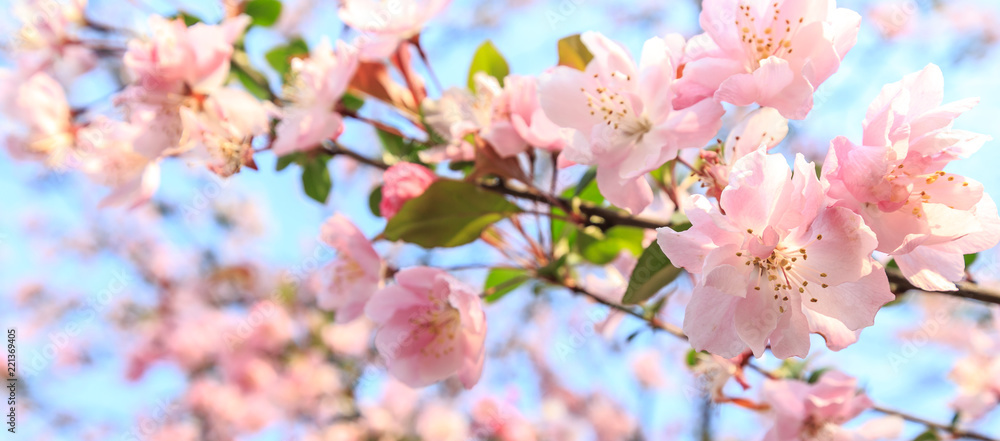 Chinese flowering crab-apple blooming in spring Chinese flowering crab-apple blooming in spring