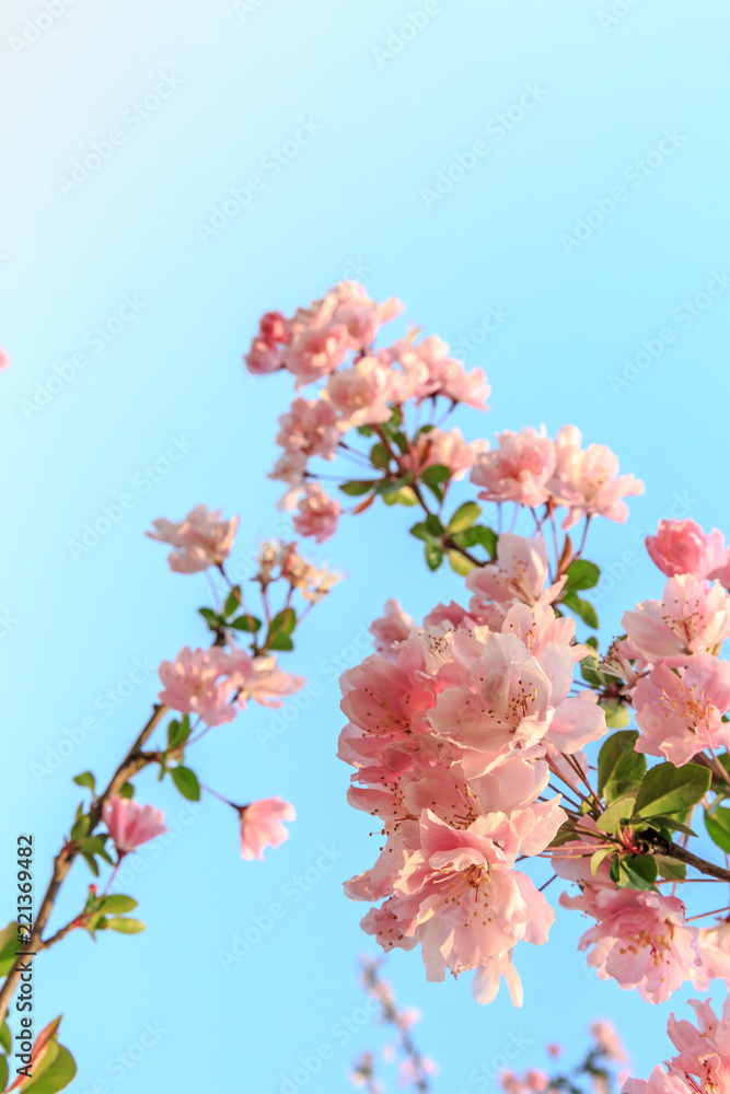 Chinese flowering crab-apple blooming in spring