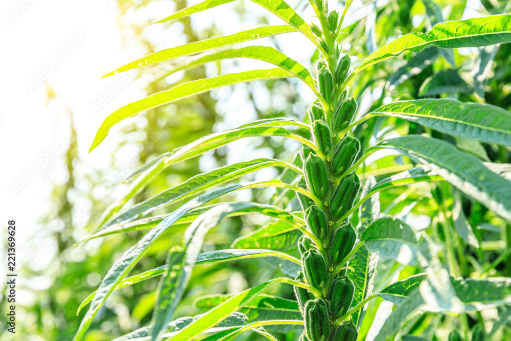 Sesame crops growing in green farmland Sesame crops growing in green farmland