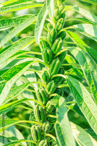 Sesame crops growing in green farmland