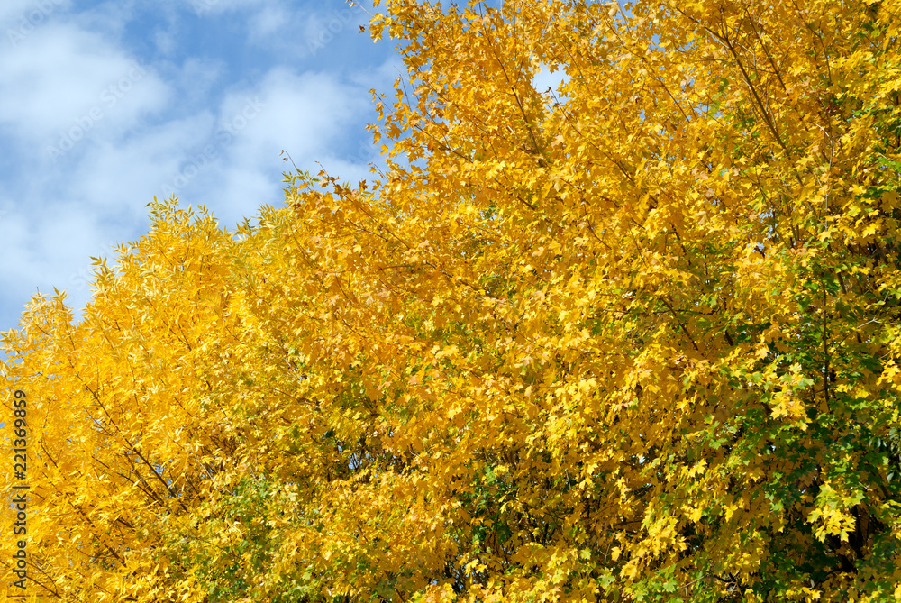 Fototapeta premium Autumn trees