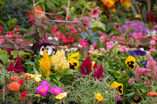 Diversidad de plantas y flores