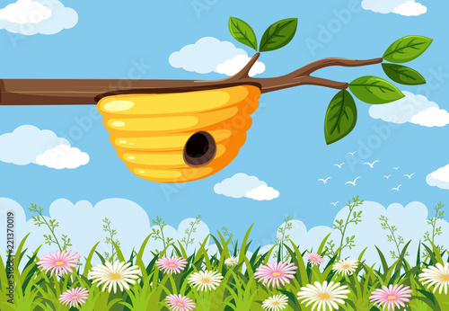 A beehive at tree branch