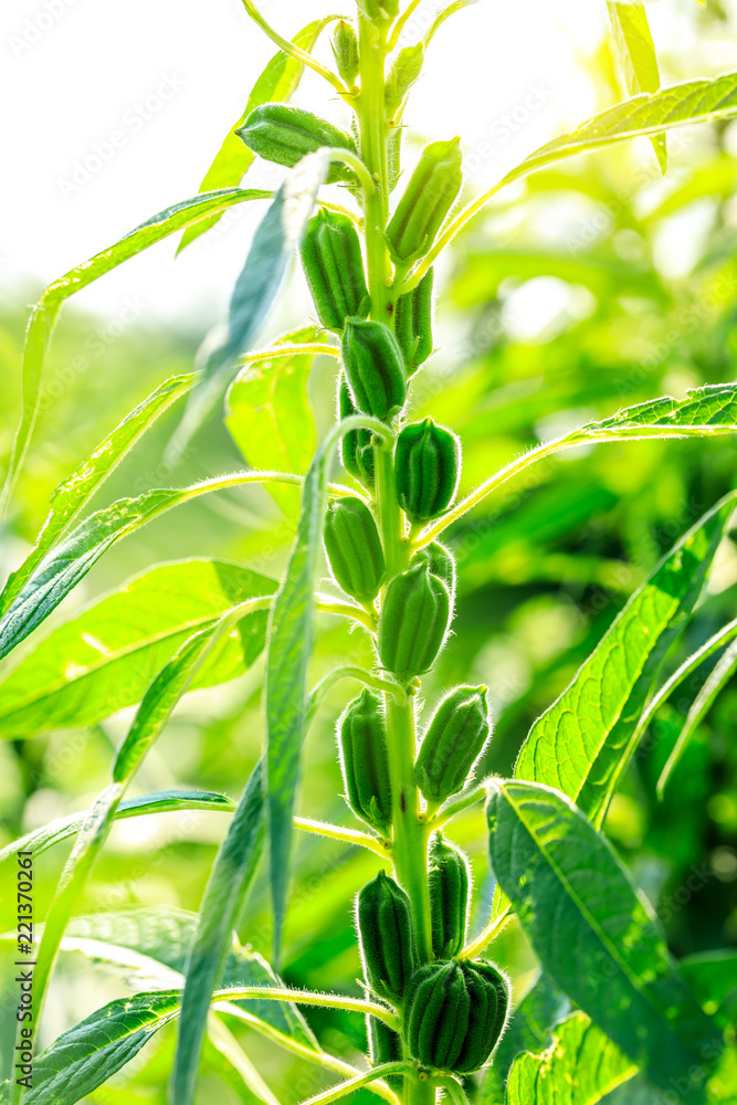 Sesame crops growing in green farmland Sesame crops growing in green farmland