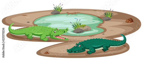 Crocodile at the pond