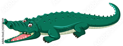 A crocodile on white background