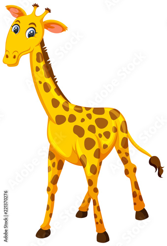 A giraffe on white background